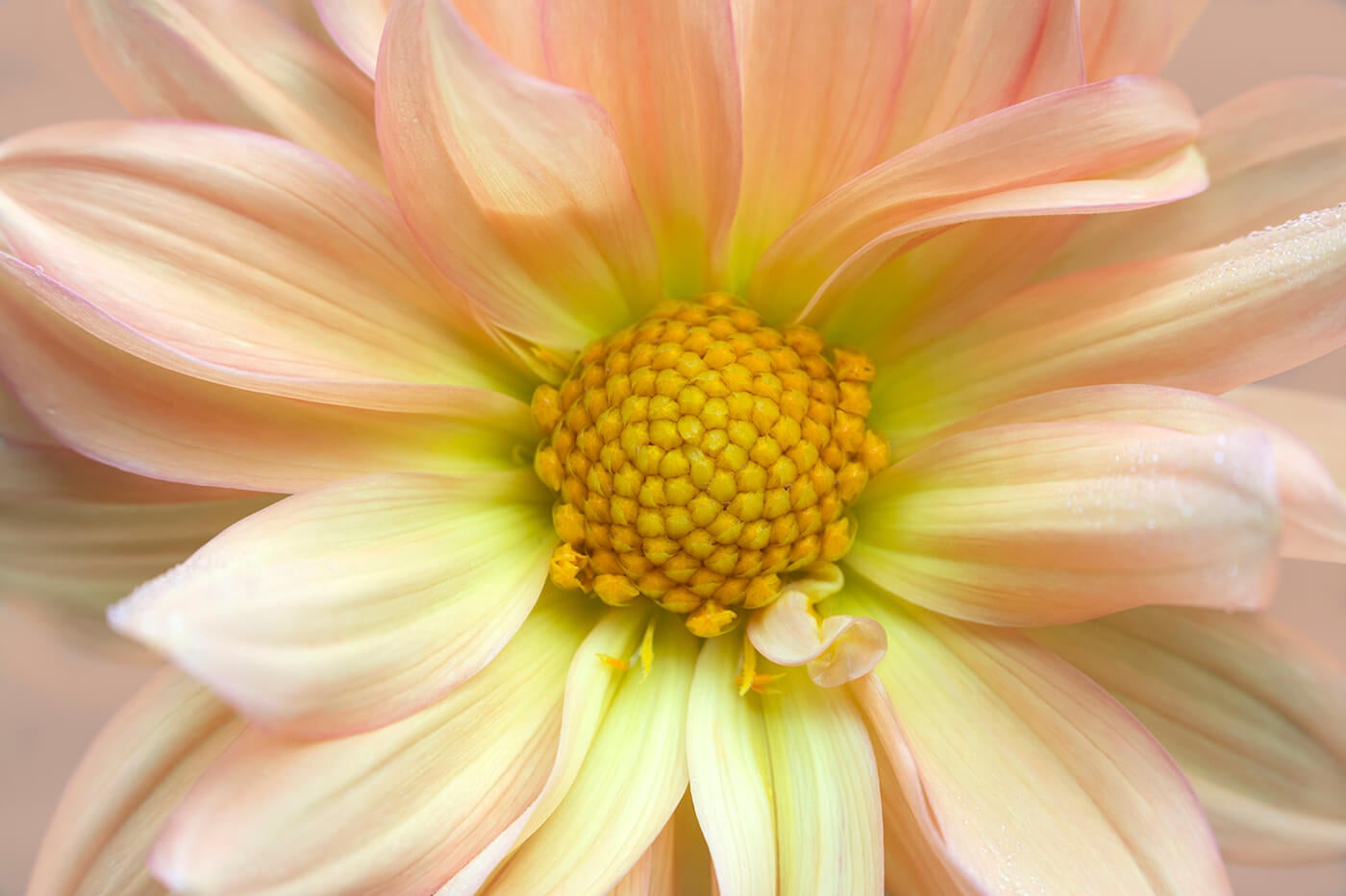 Flower Power: 5 Tips to Macro Flower Photography