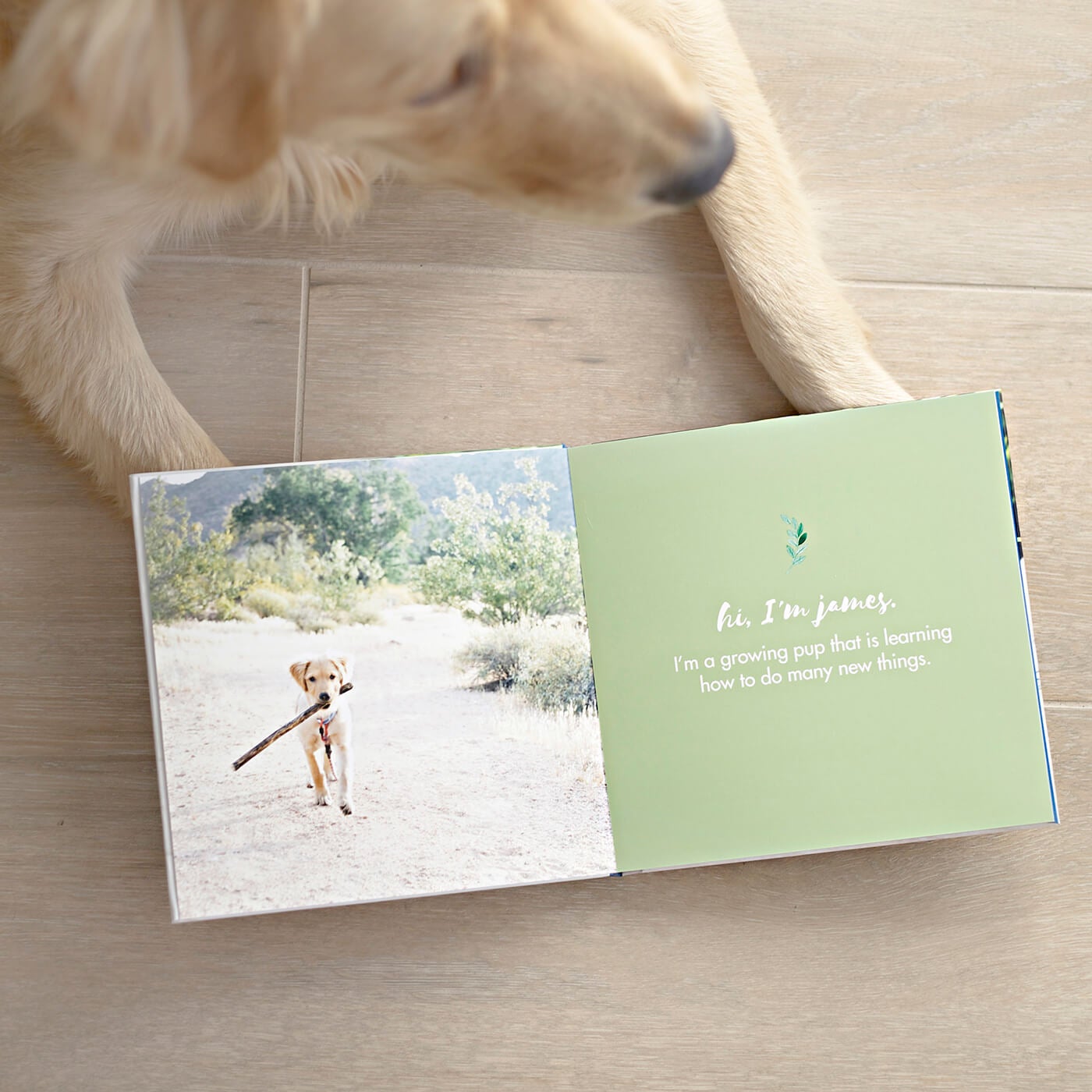 The Ultimate Photo Gift Guide for the Pet Lover
