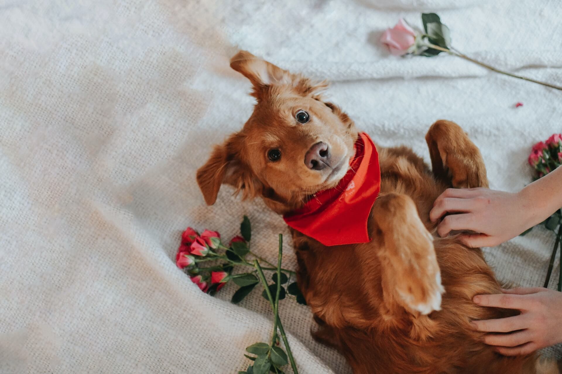 Valentine’s Day Pet Portraits: Why We Love Them
